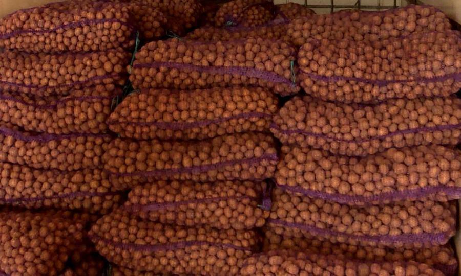 Предприниматель из Холмогорского района решил увеличить производство картофеля до рекордных показателей