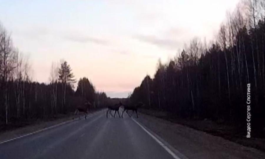 На трассе «Котлас-Коряжма» автомобилисты встретили стаю лосей