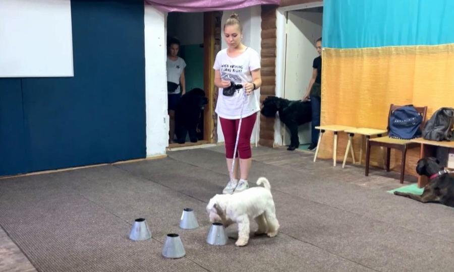 В Коряжме открылось новое направление дрессировки собак – ноузворк