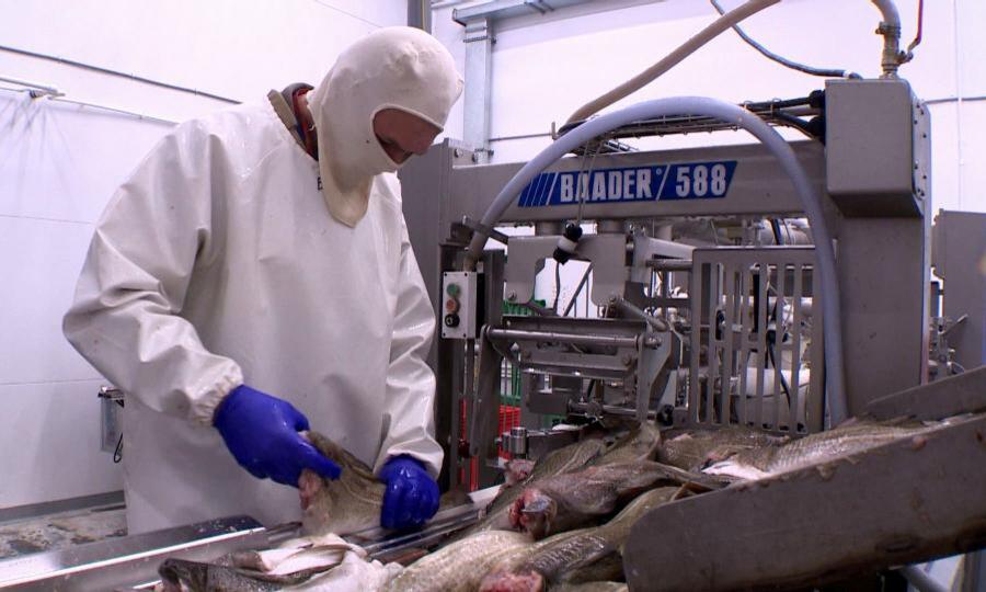 Нацпроект «Производительность труда» улучшил работу одного из рыбоперерабатывающих заводов Архангельска