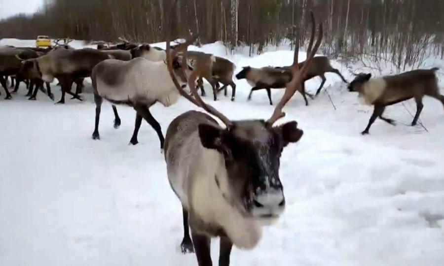 Регион оленей. День оленя в Ненецком автономном округе. Брянский олень. Башкортостан зимой. День оленевода олени.